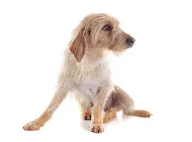 Basset Fauve de Bretagne